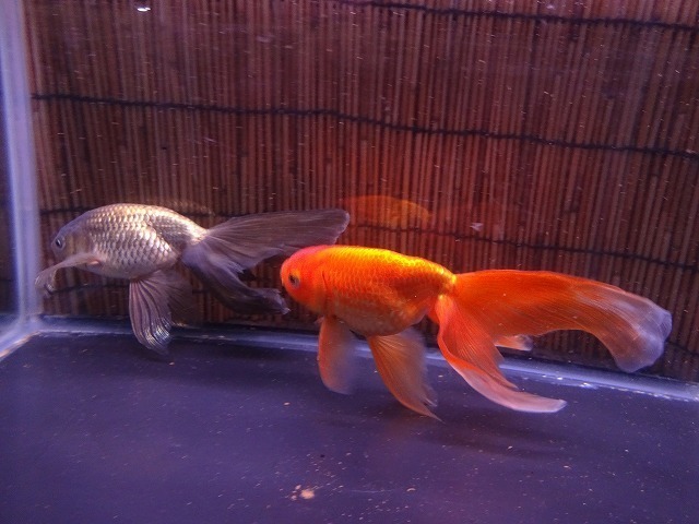 津軽錦編・金魚は「ご当地」ふるさとを見よ VOL4: 金魚道楽