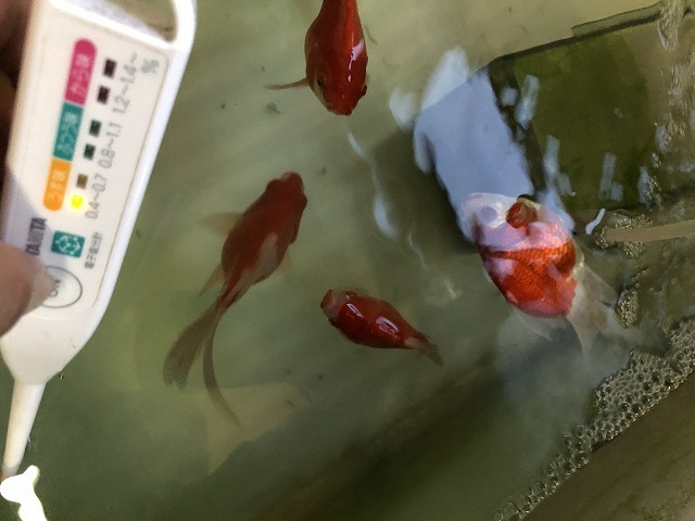 4 金魚道楽