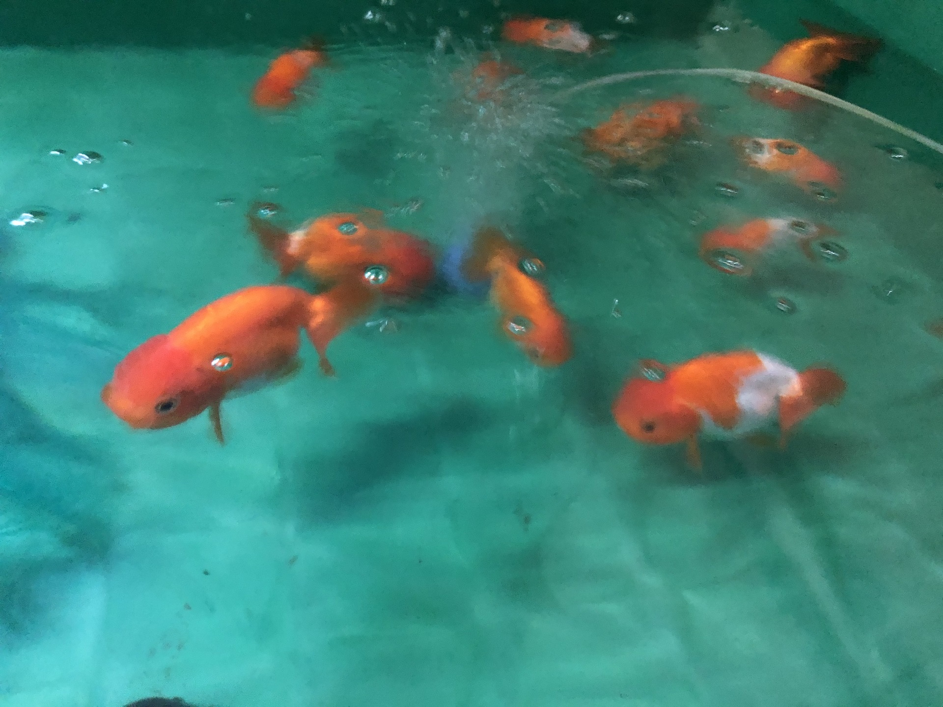 ハンドメイド BIGサイズ『金魚のお池』 | www.esn-ub.org