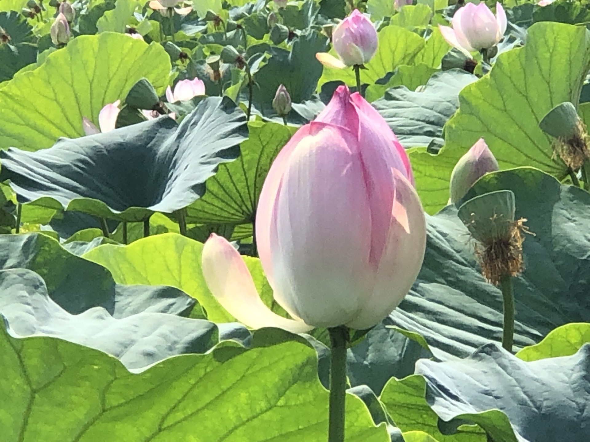 猿賀公園の蓮の花がとってもきれいです。: 金魚道楽