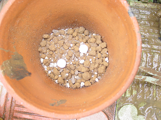 睡蓮の植替えは赤玉土を使います 金魚道楽