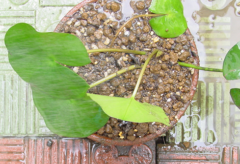 睡蓮の植替えは赤玉土を使います 金魚道楽