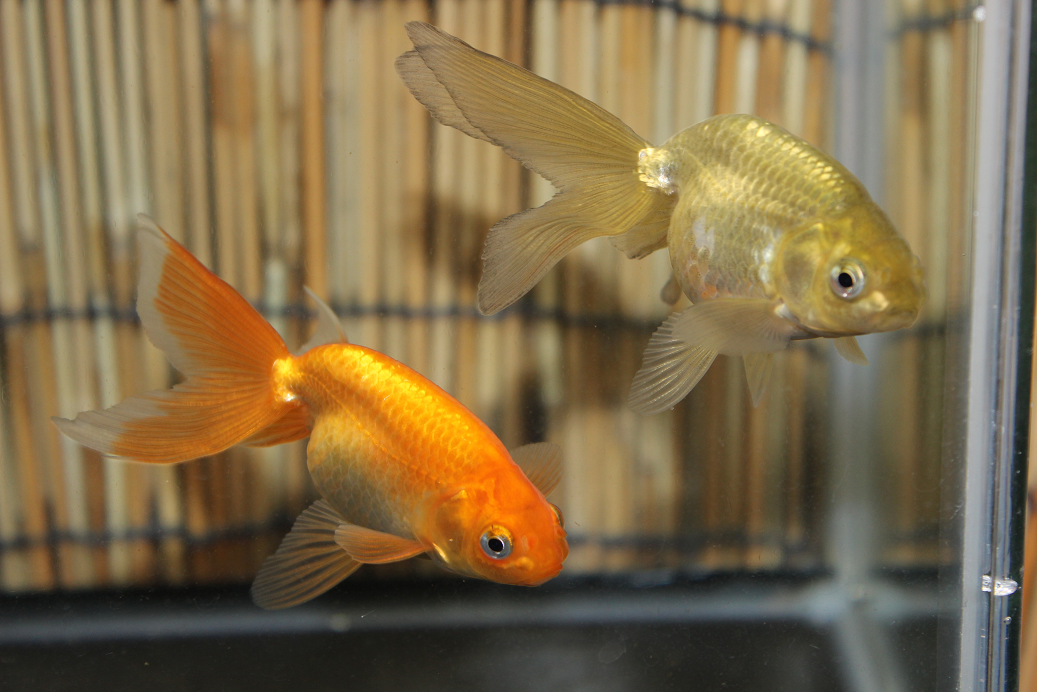 今日の一匹 津軽錦の黒と赤 金魚道楽